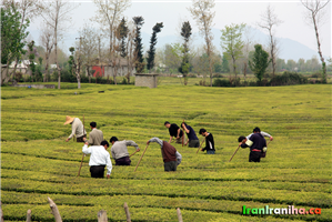  نمایی  از  کار  در  مزارع  چای  که  در  خیلی  از  نقاط  گیلان  می‌توانید  ببینید.  این  عکس  برای  این  است  تا  یادمان  نرود  بهترین  و  طبیعی‌ترین  چای  را  که  می‌توانید  بنوشید،  چای  ایرانی  است. 