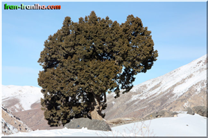  درختی  زیبا  در  منطقه  ی  اشترانکوه.  (  عکس  از  کمال  روشن،  عضو  گروه  ایران  –  ایرانی  ها  ) 
