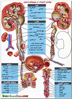  عوامل  انسداد  در  سیستم  کلیه،  مثانه  و  مجاری  ادراری.  تصاویر  استفاده  شده  از  نقاشی  های  فرانک  نتر  (Frank  H.  Netter)  برداشت  شده  است. 